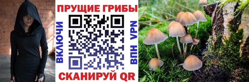 Псилоцибиновые грибы мицелий  Купить закладки  Нестеров 